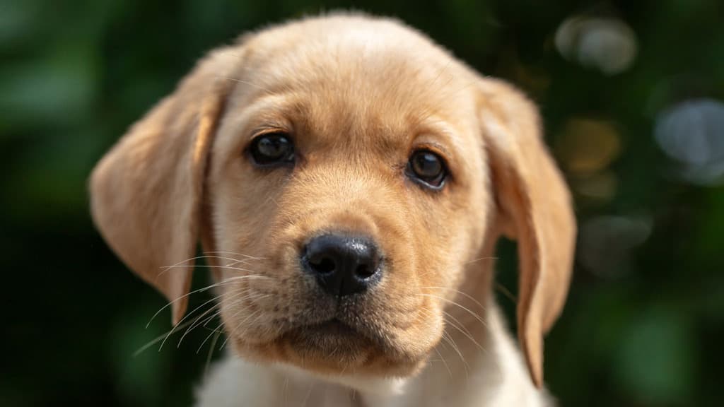 En gul labradorvalp ser rett i kamera.