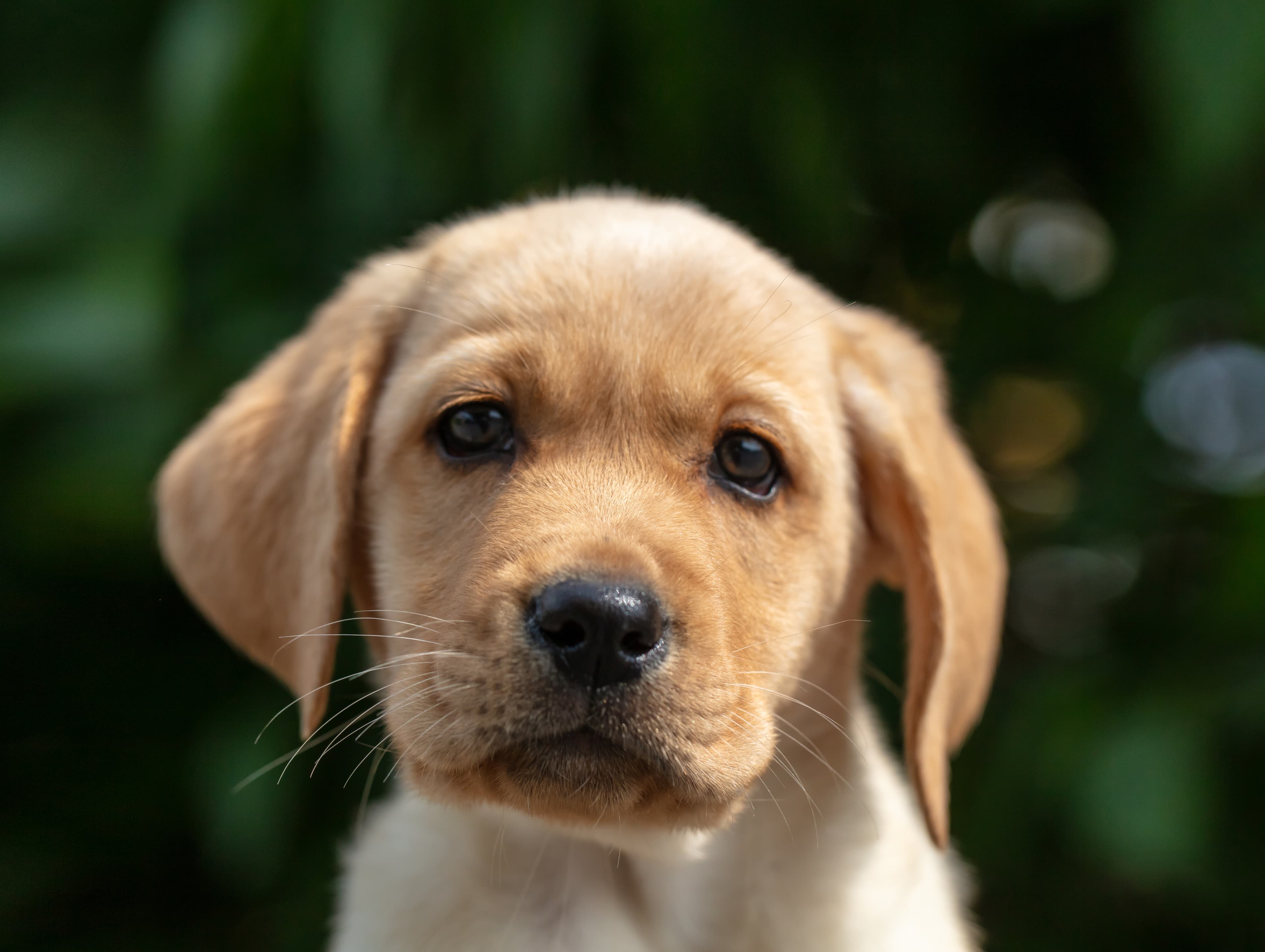 Nærbilde av en lys labradorvalp som ser rett inn i kameraet. Bakgrunnen er grønn av utydelige busker og blader fra trær.  
